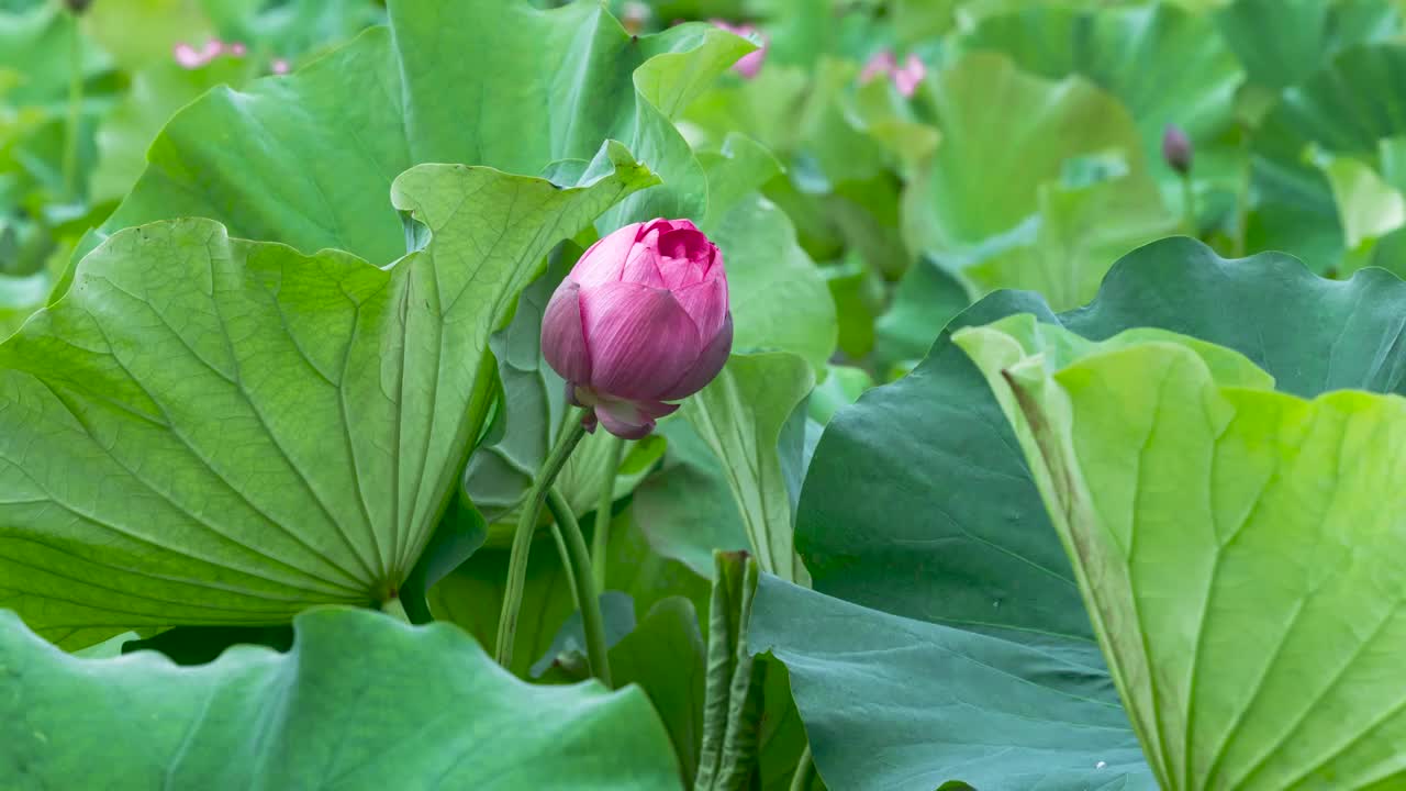 荷花花开延时视频素材