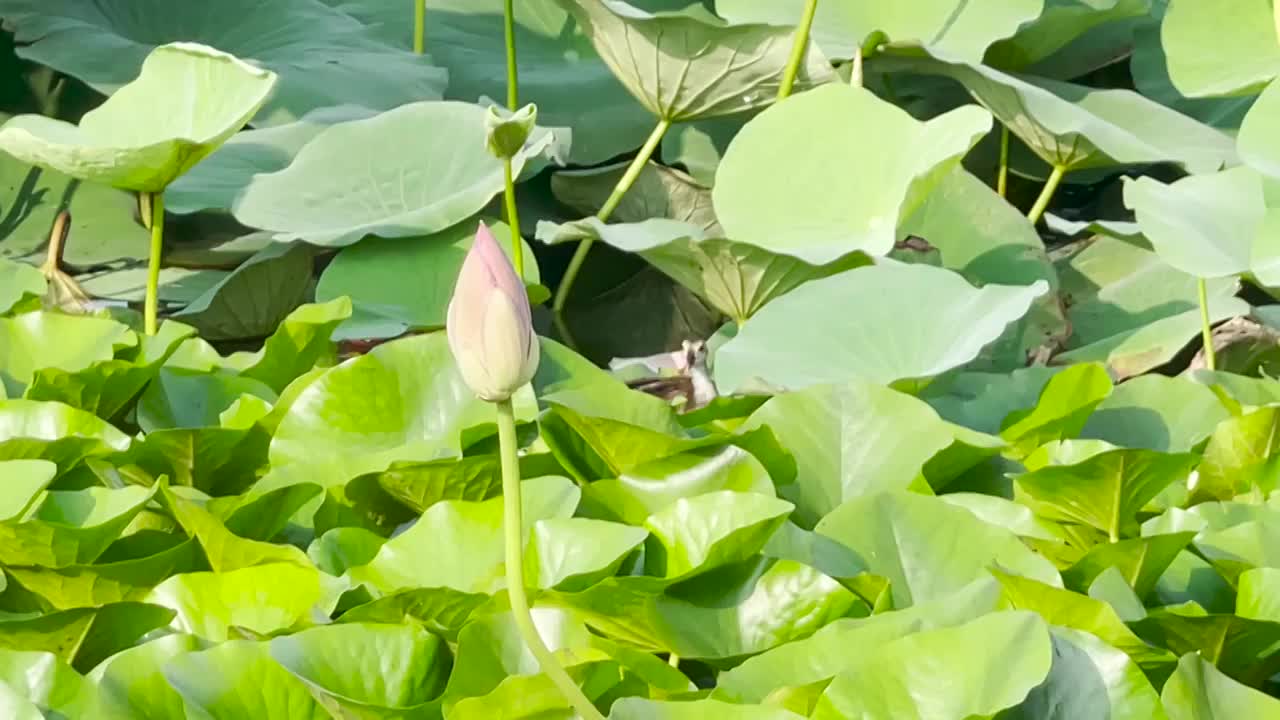 大连前关湿地公园荷花中的野鸭视频素材