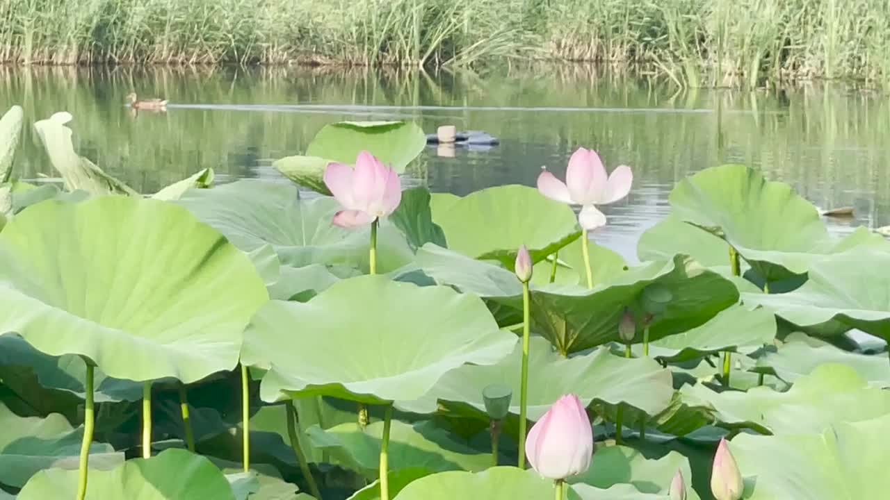 大连前关湿地公园里的荷花与野鸭视频素材