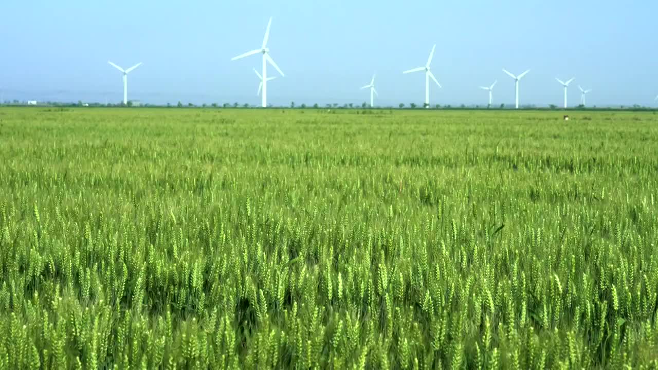 小麦视频素材