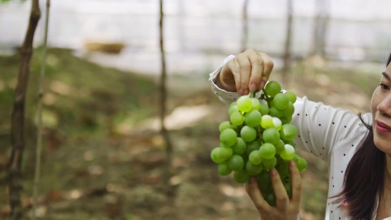 女性在葡萄园采摘视频素材