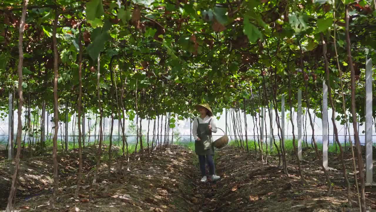 女性在葡萄园采摘视频素材