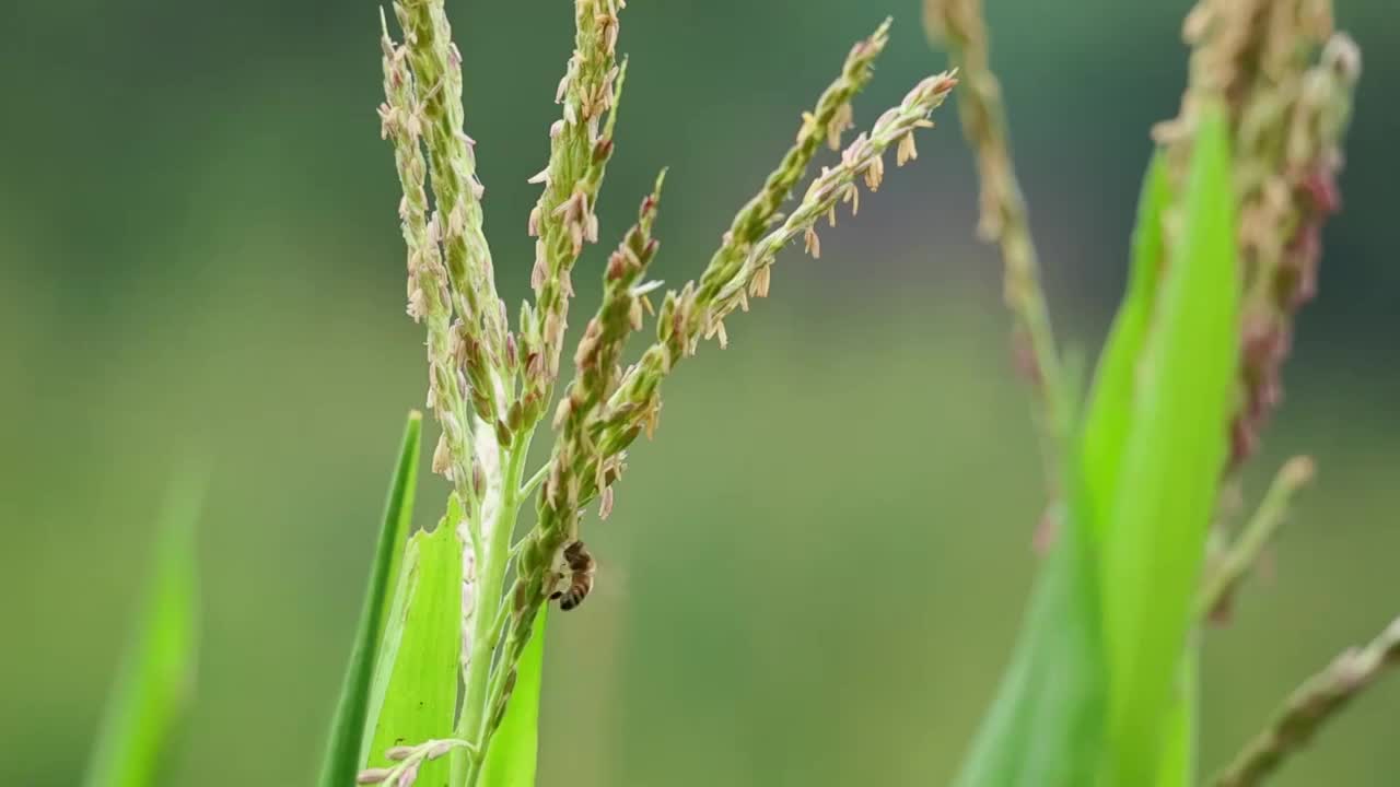 在玉米花上采蜜的蜜蜂视频素材