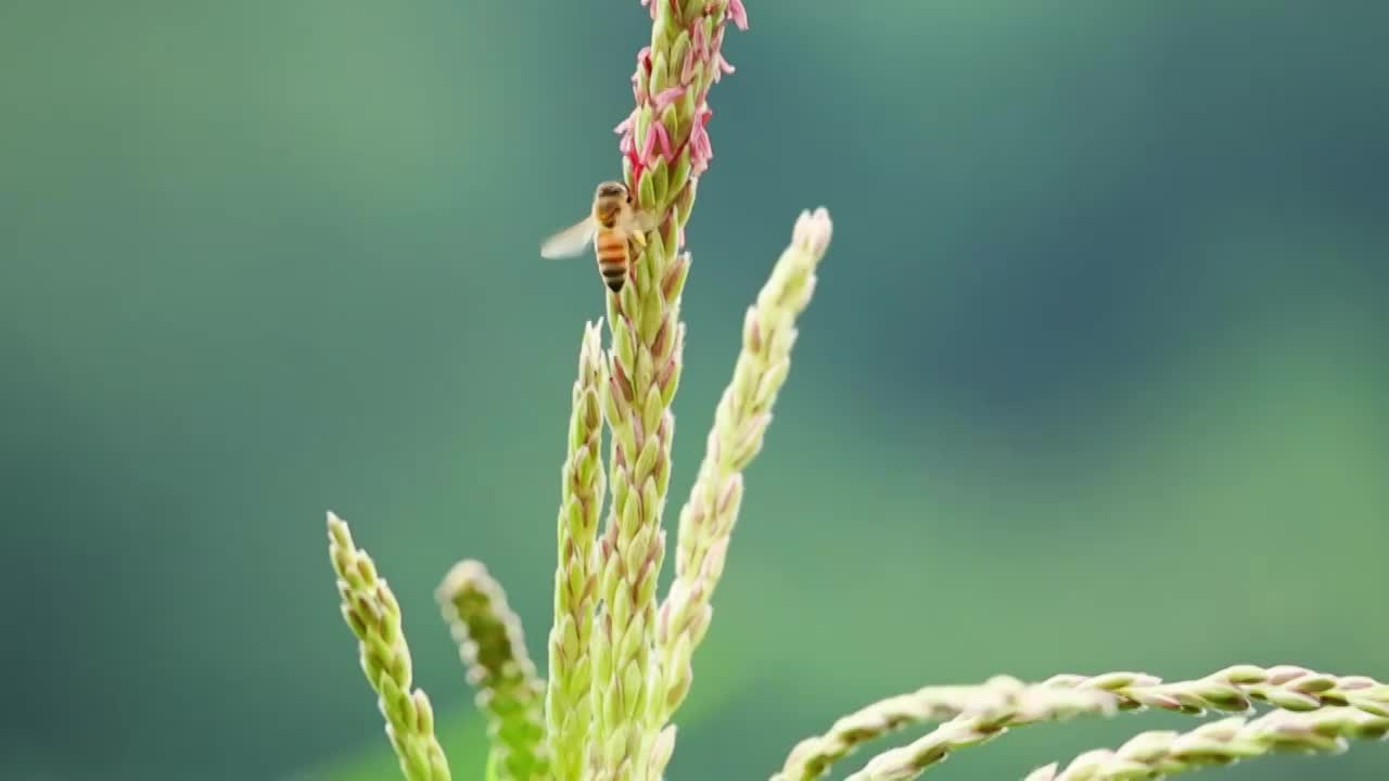 在玉米花上采蜜的蜜蜂视频素材