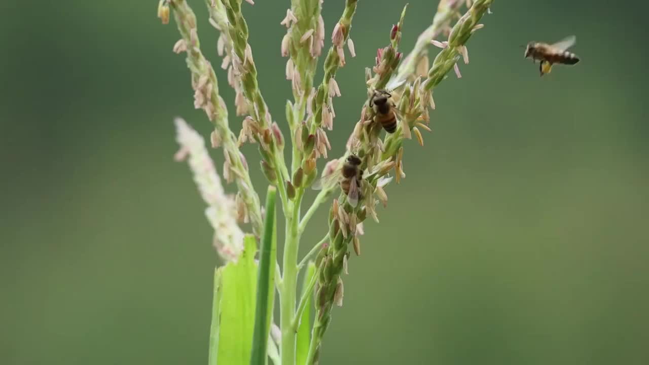 在玉米花上采蜜的蜜蜂视频下载