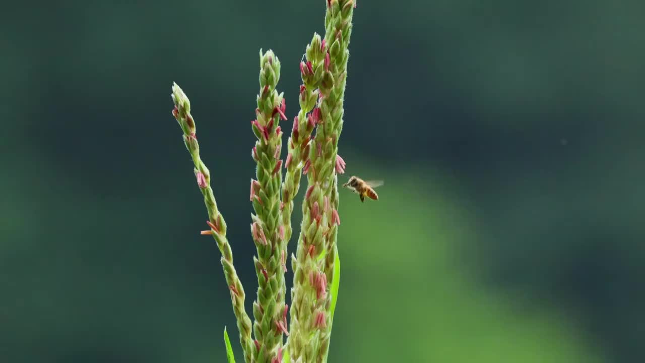 在玉米花上采蜜的蜜蜂视频素材