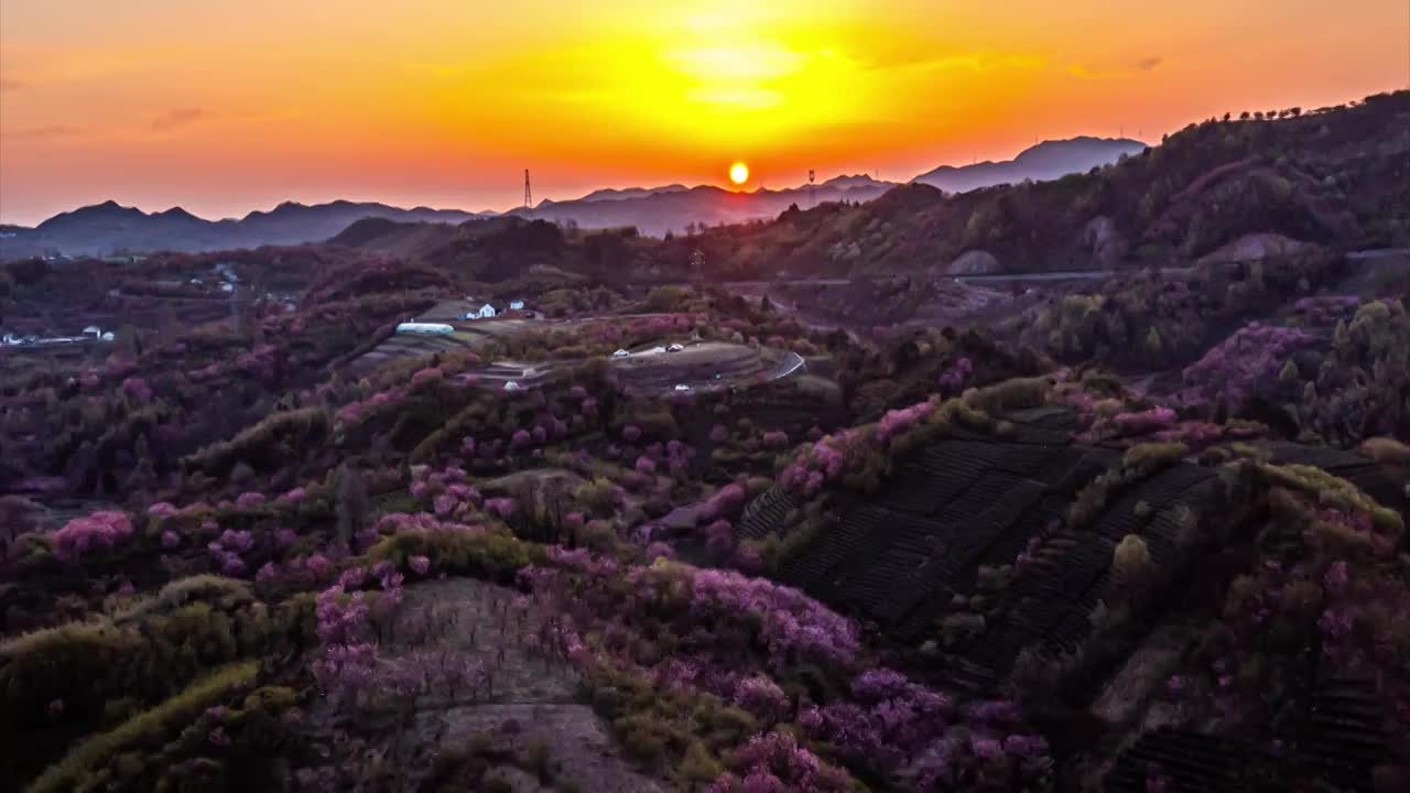 日出樱花春天视频素材