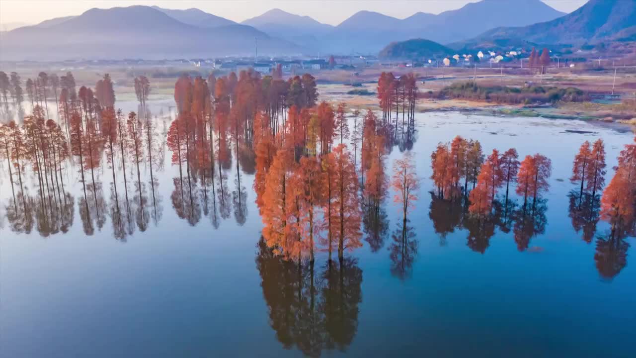 四明湖水杉冬天日出晨雾视频素材