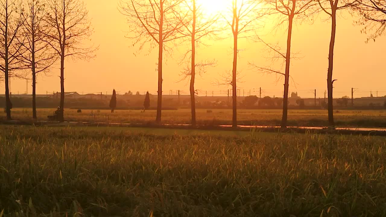 夕阳下金色稻田间的机耕路上，一个农人正在骑着车与远处的火车相向而过视频素材