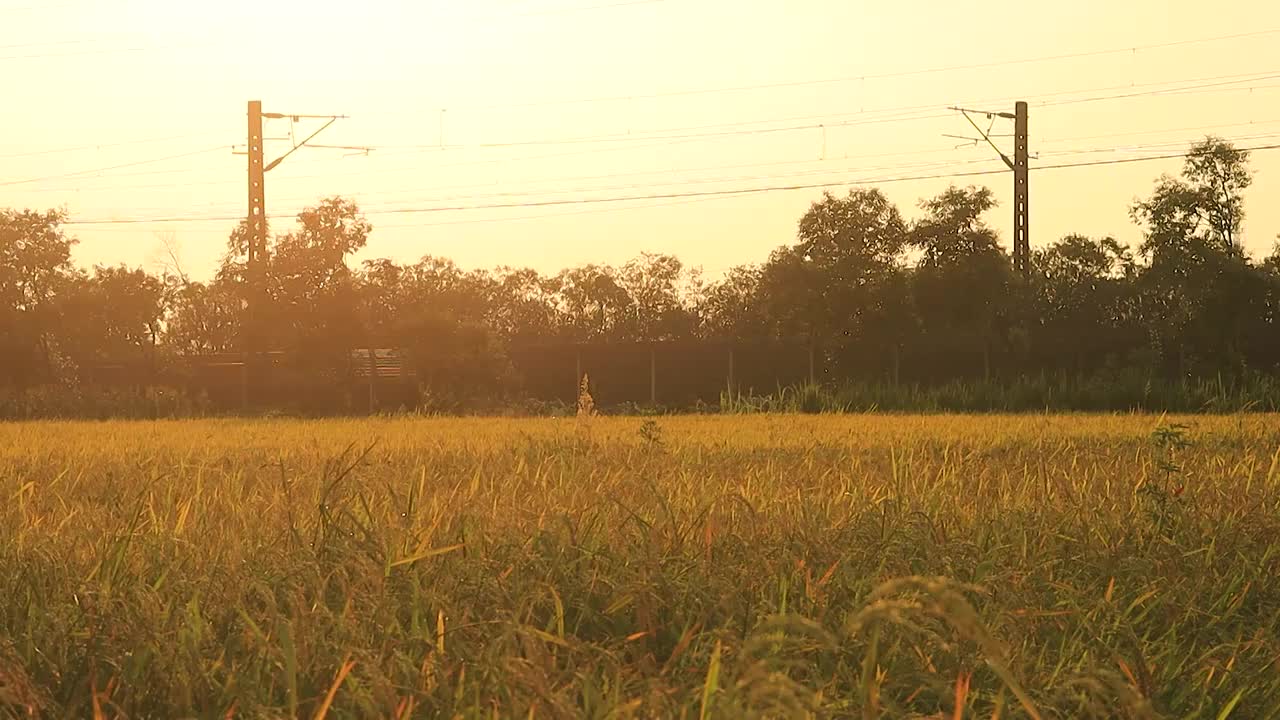 夕阳下一列和谐号货运火车，正穿过即将丰收的稻田驶向远方视频素材