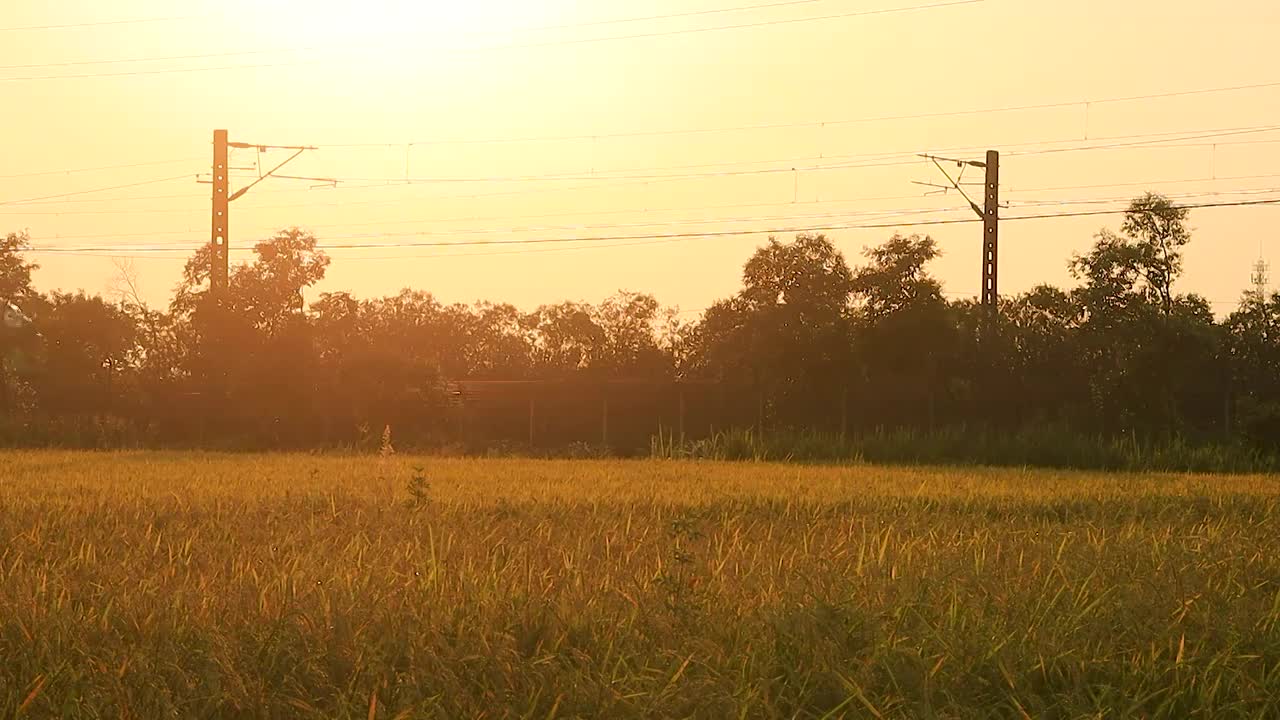 夕阳下一列绿色的高速列车中从金色的稻田上空驶过视频素材