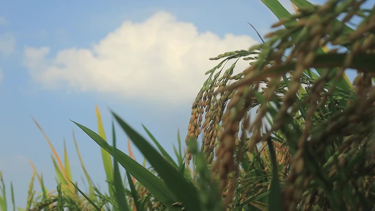 蓝天云下压弯了头的稻穗即将丰收视频素材