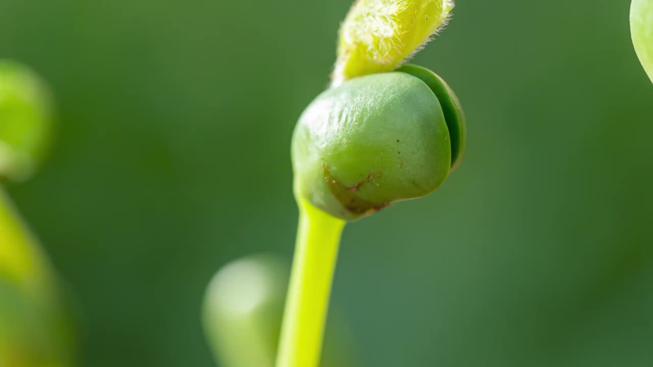 春天从土壤中长出的蔬菜种子绿芽视频素材