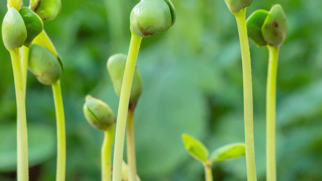 春天从土壤中长出的蔬菜种子绿芽视频素材