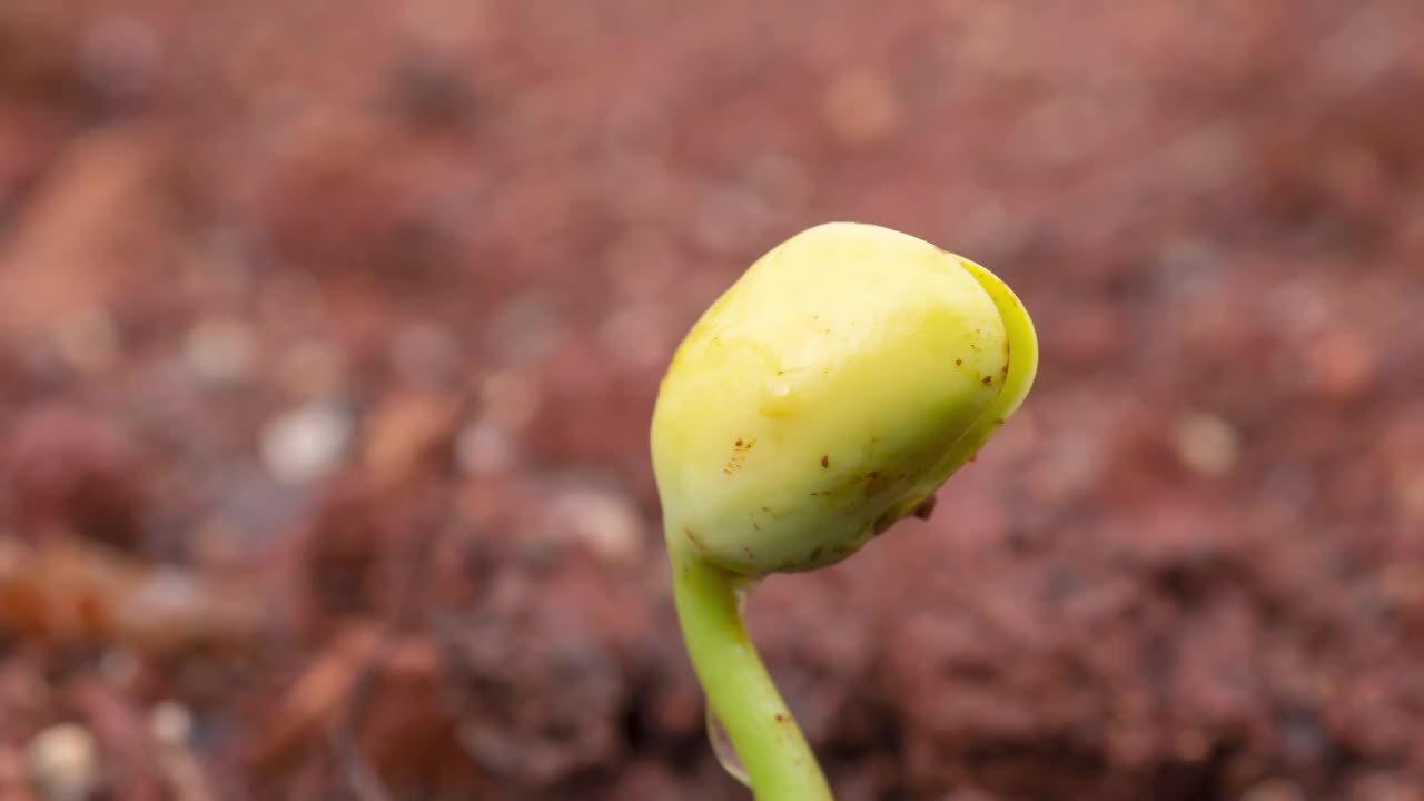 春天从土壤中长出的蔬菜种子绿芽视频素材