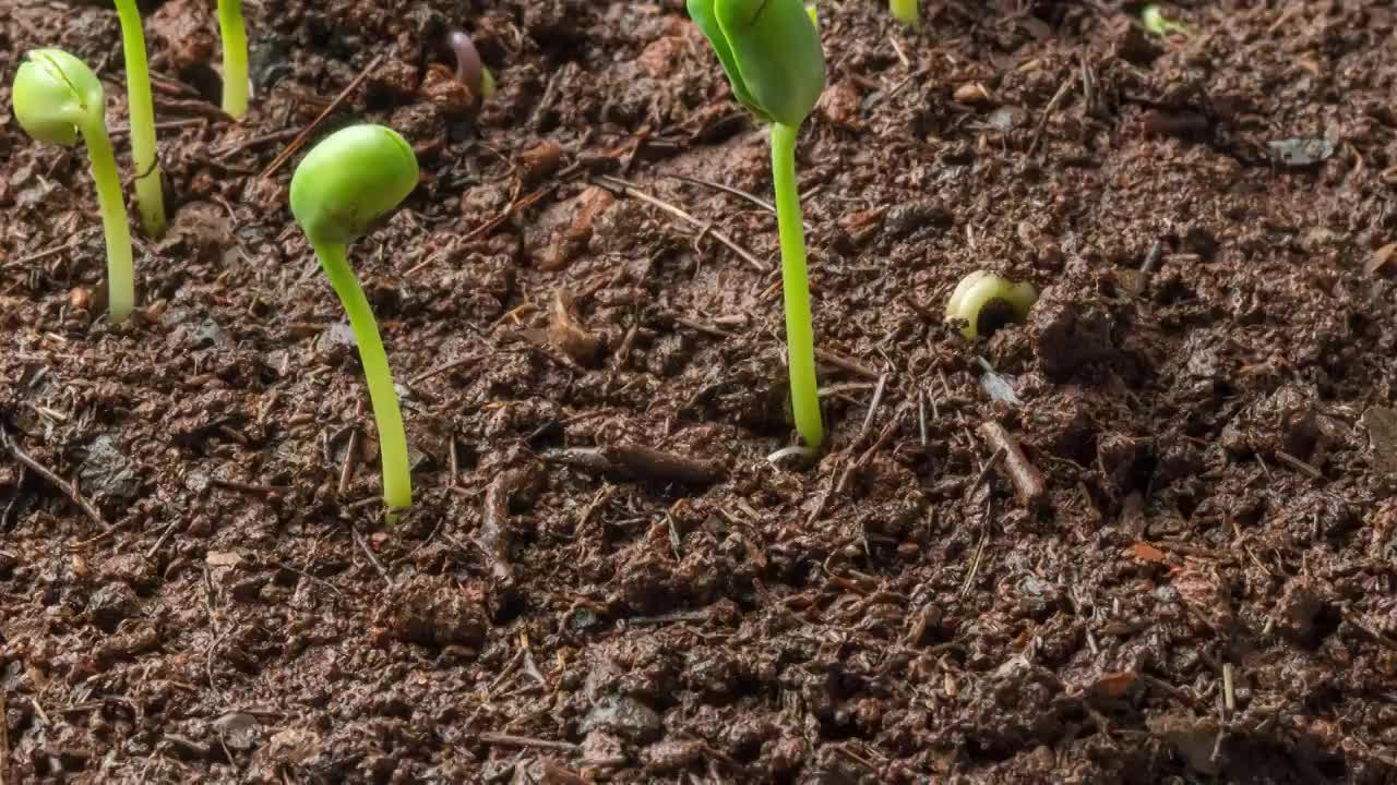 春天从土壤中长出的蔬菜种子绿芽视频素材