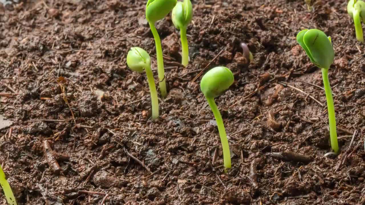 春天从土壤中长出的蔬菜种子绿芽视频素材