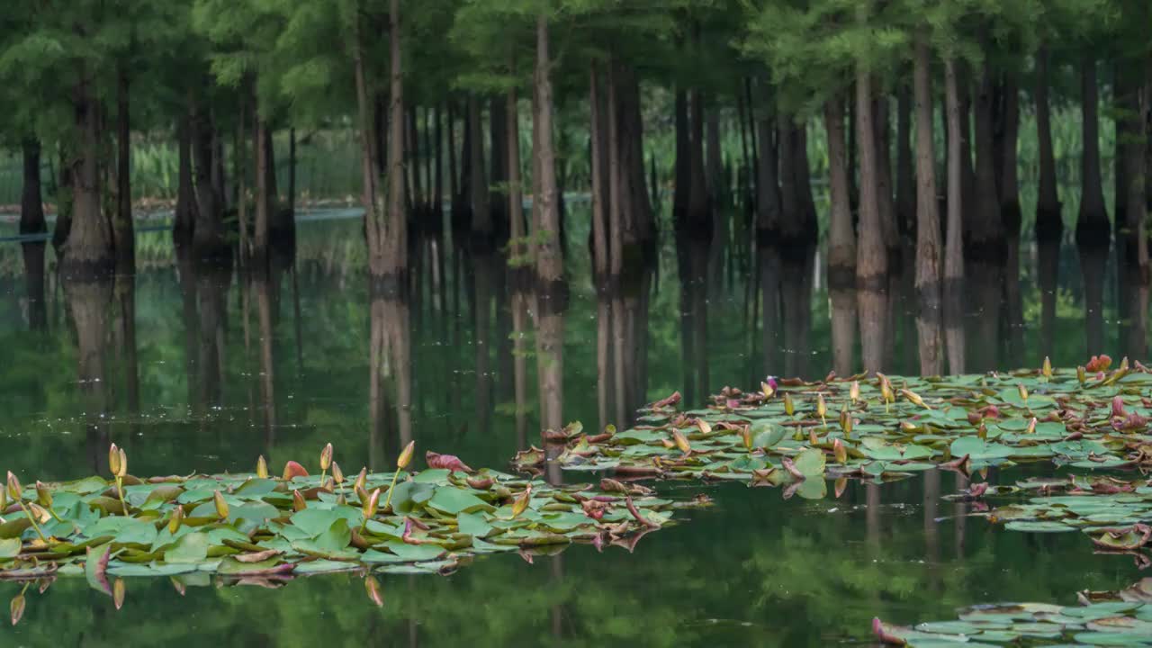 成都白鹭湾大面积睡莲开花延时摄影视频素材