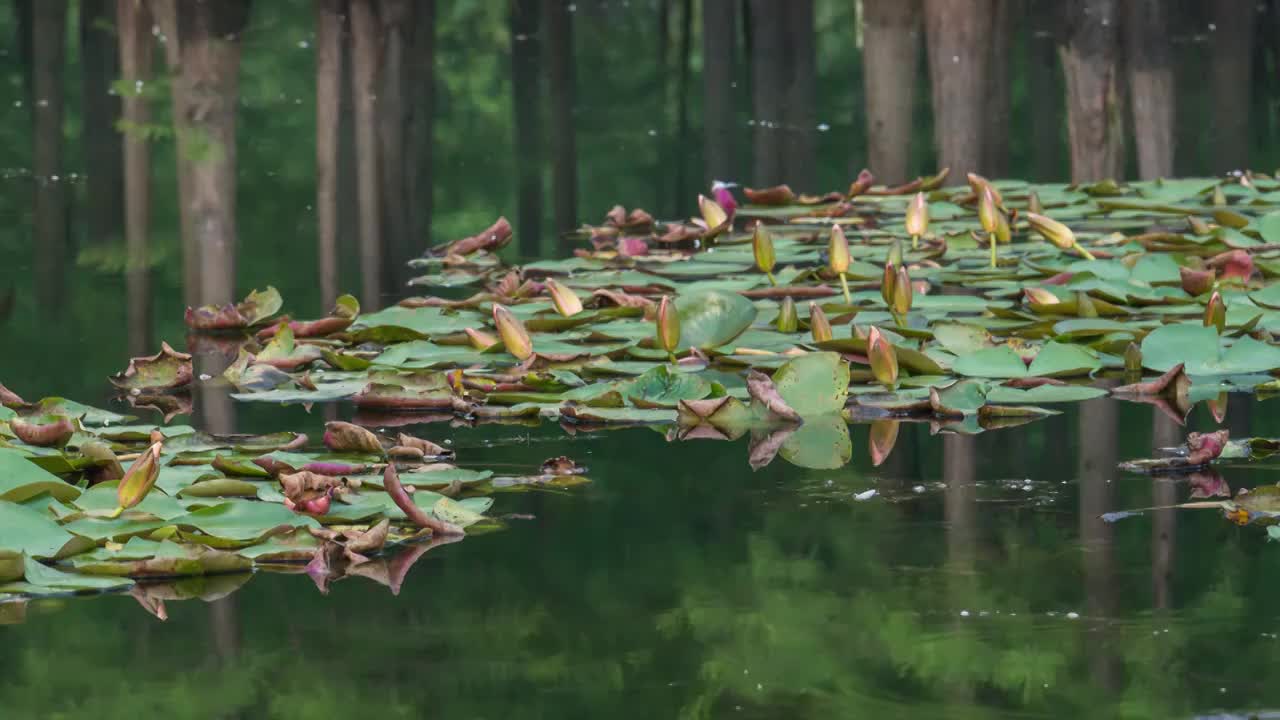 成都白鹭湾大面积睡莲开花延时摄影视频素材