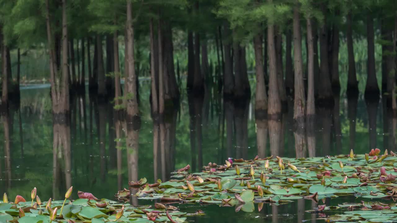 成都白鹭湾大面积睡莲开花延时摄影视频素材