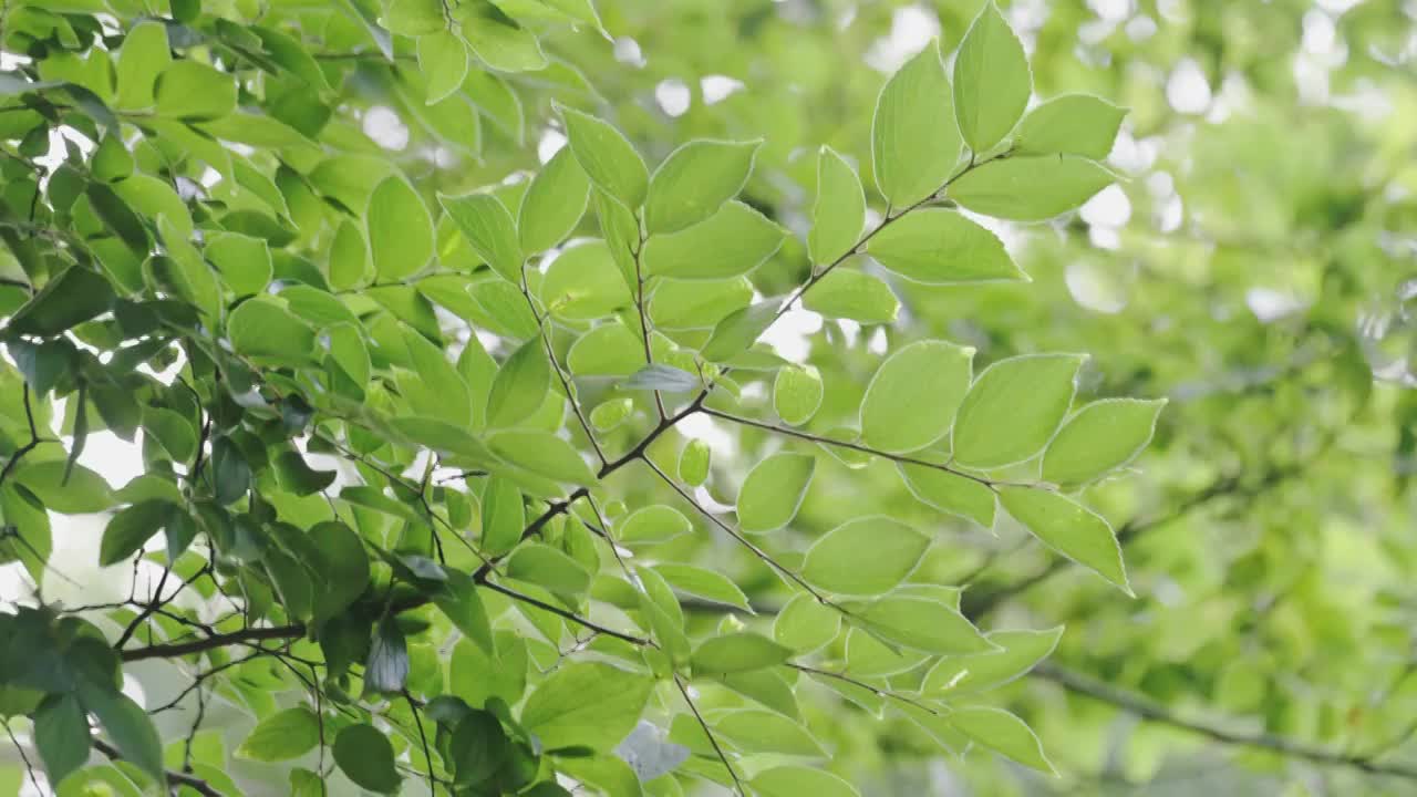 阳光下的森林树叶透光光晕视频素材