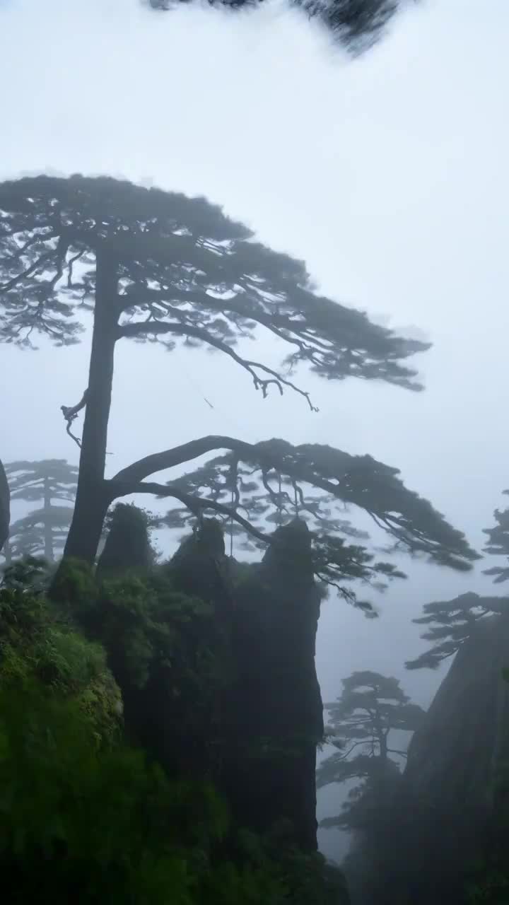 黄山迎客松延时摄影视频下载