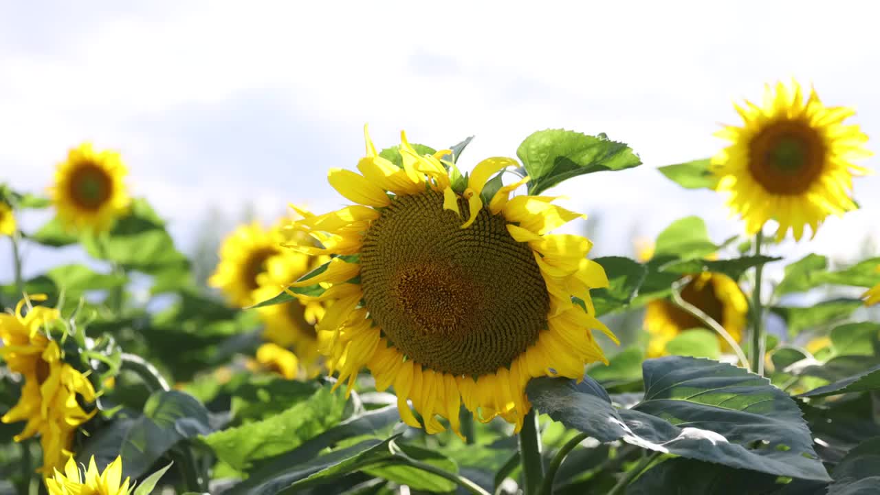 向日葵视频素材