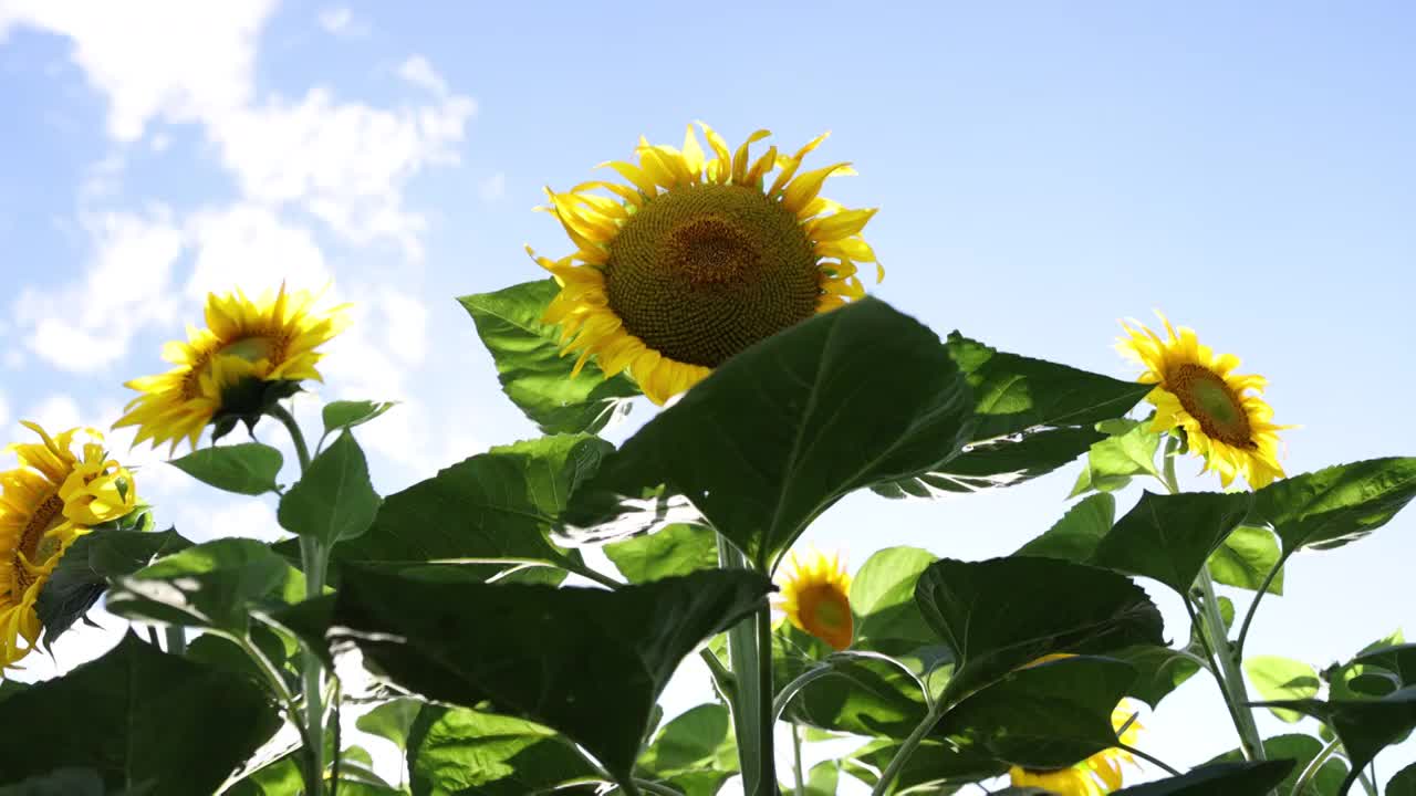 向日葵视频素材