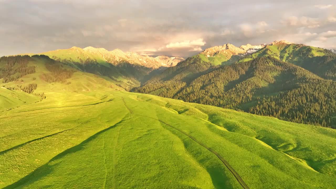 新疆伊犁 恰西草原 自然风光 旅行 马群视频素材