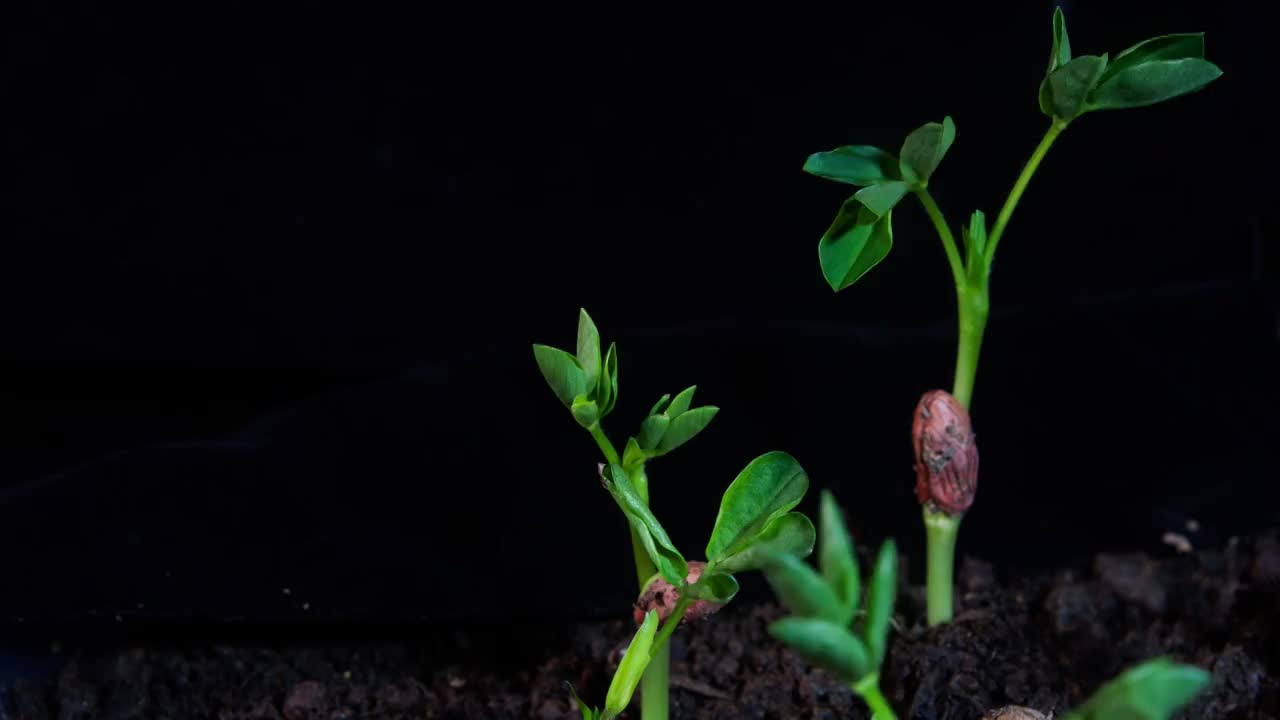 花生发芽生长延时摄影视频素材