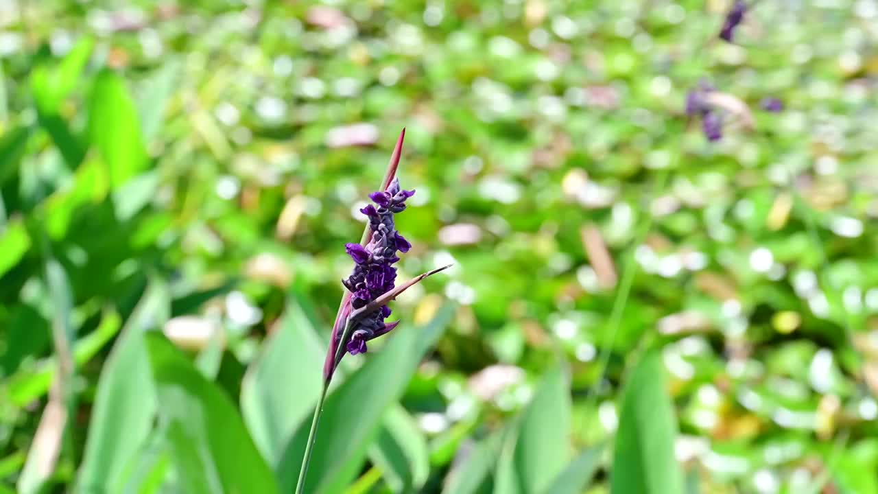 夏天唯美阳光从绿色树叶中照射下来视频素材