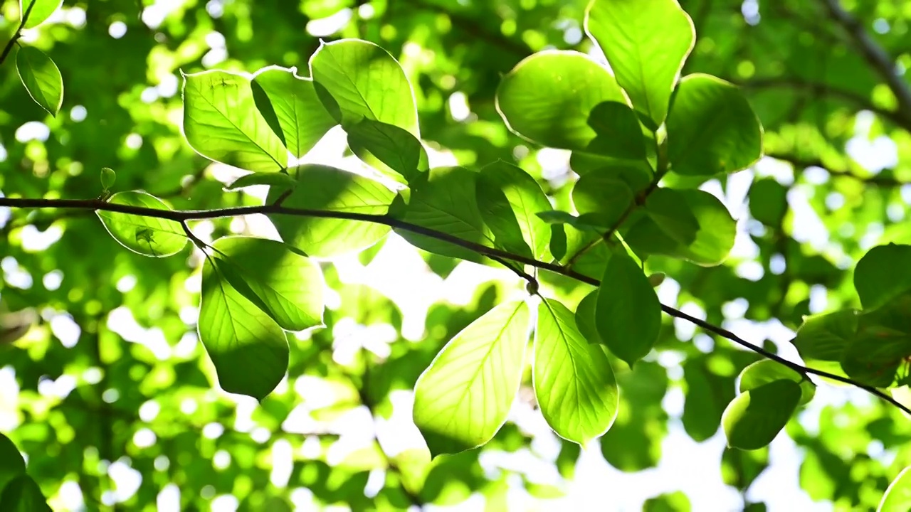 夏天唯美阳光从绿色树叶中照射下来视频素材