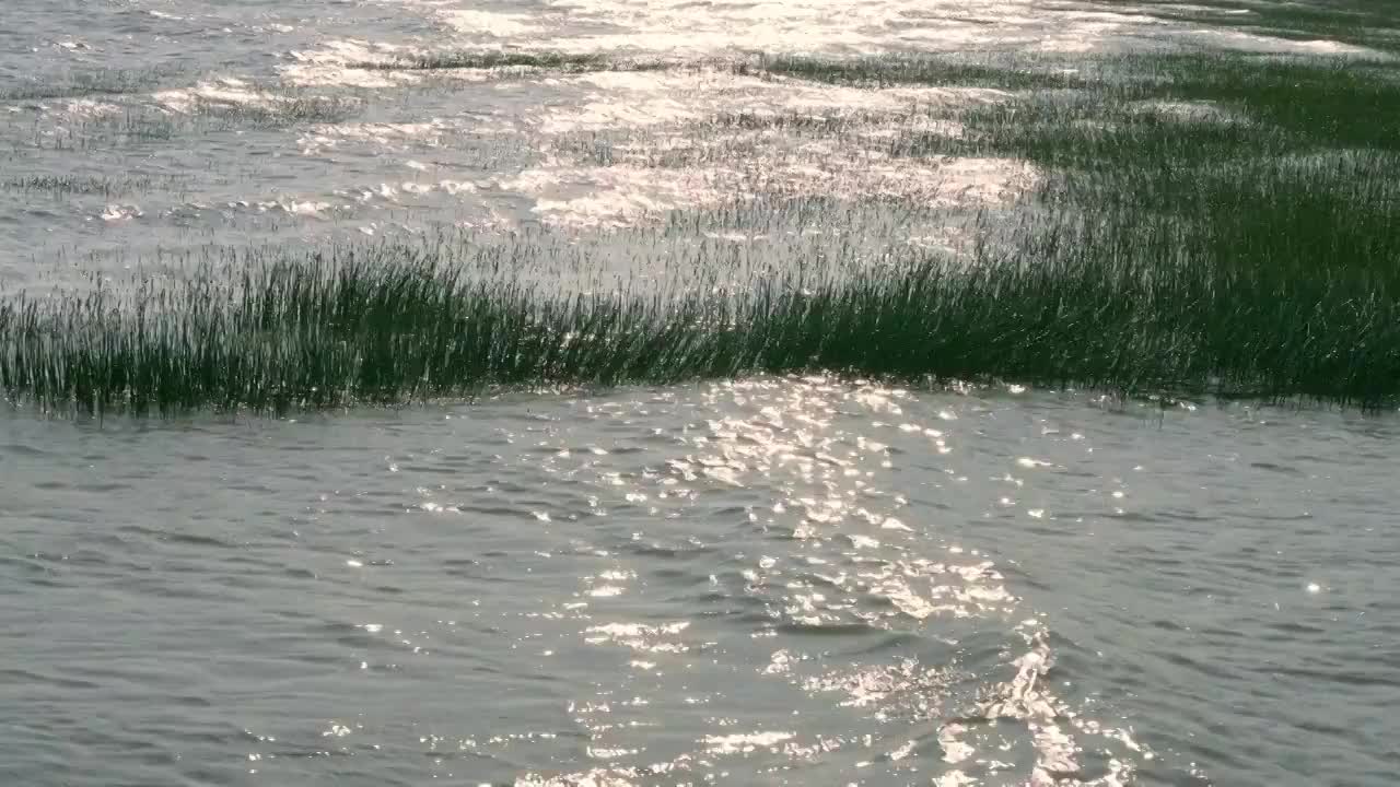 上海横沙岛江边沼泽地随风摇摆视频素材