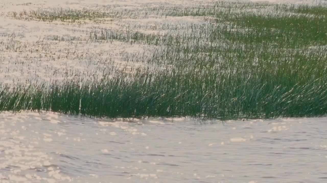 上海横沙岛江边沼泽地随风摇摆视频素材