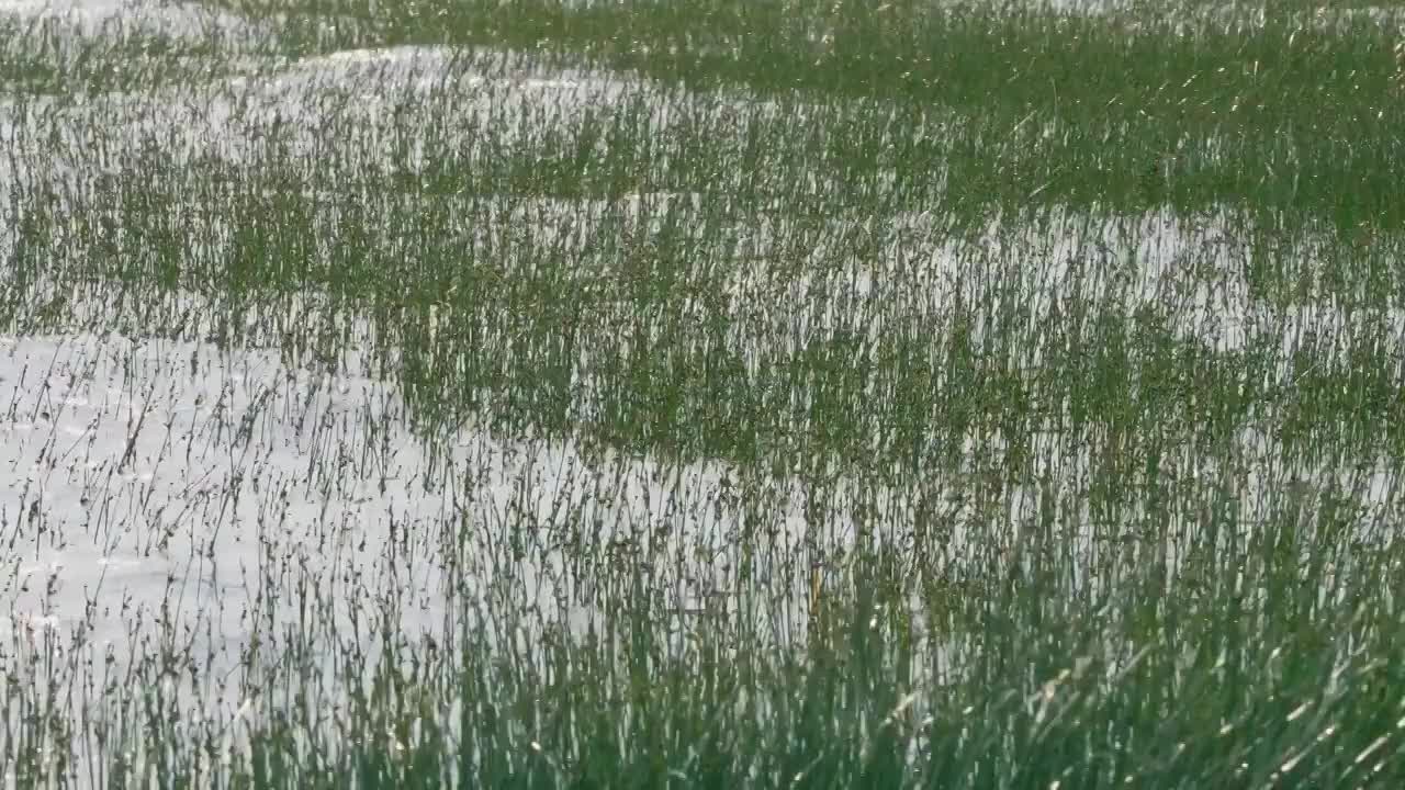 上海横沙岛江边沼泽地随风摇摆视频素材