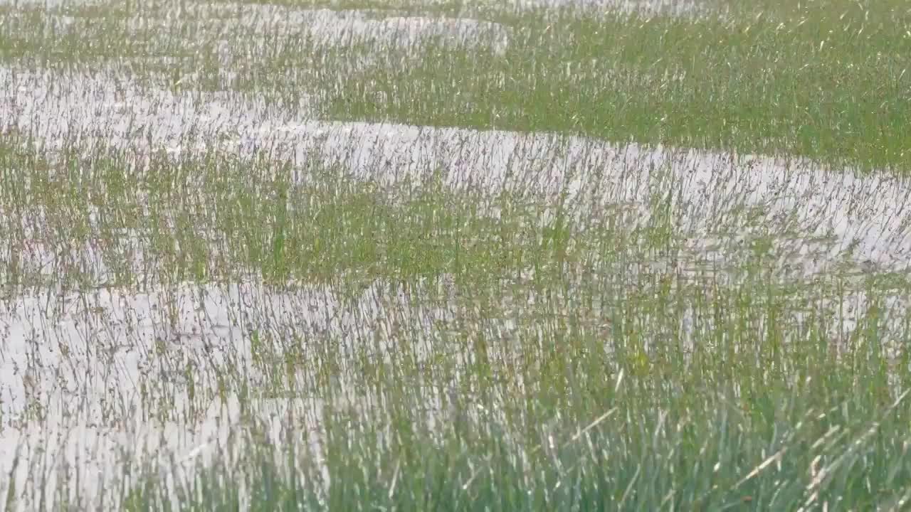 上海横沙岛江边沼泽地随风摇摆视频素材