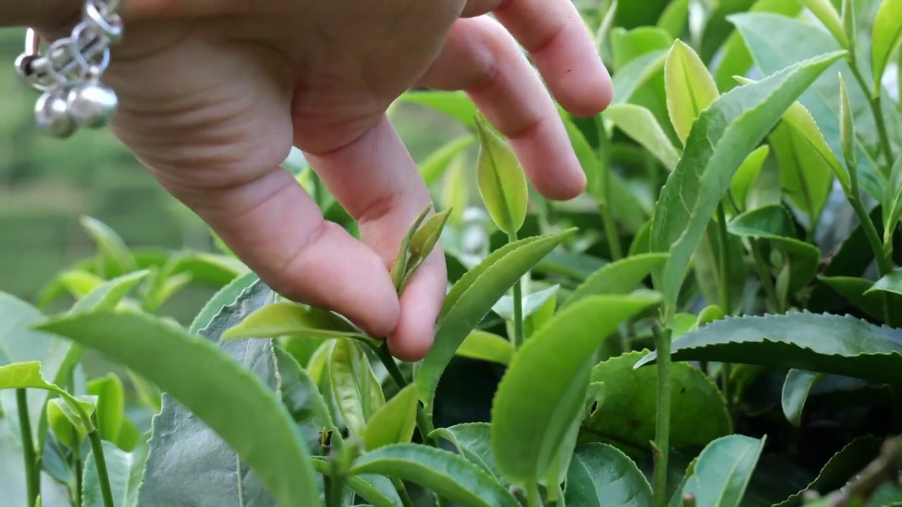 茶叶 采茶 红茶 绿茶 春茶 茶 有机茶视频下载