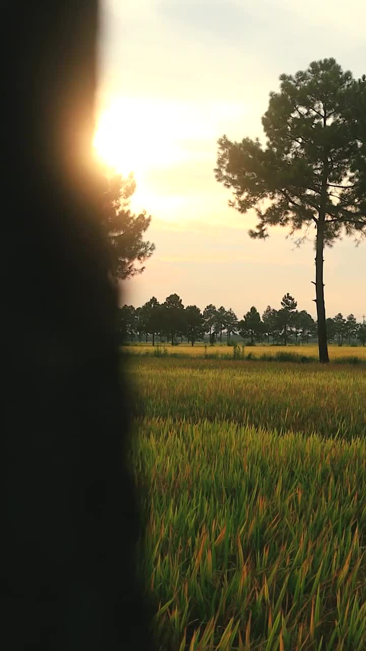 前景遮挡展示家乡夕阳下即将丰收稻田的氛围感视频素材