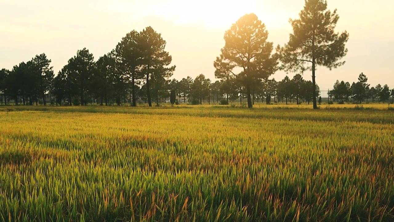 傍晚时分夕阳下老家即将丰收稻田的氛围感视频素材