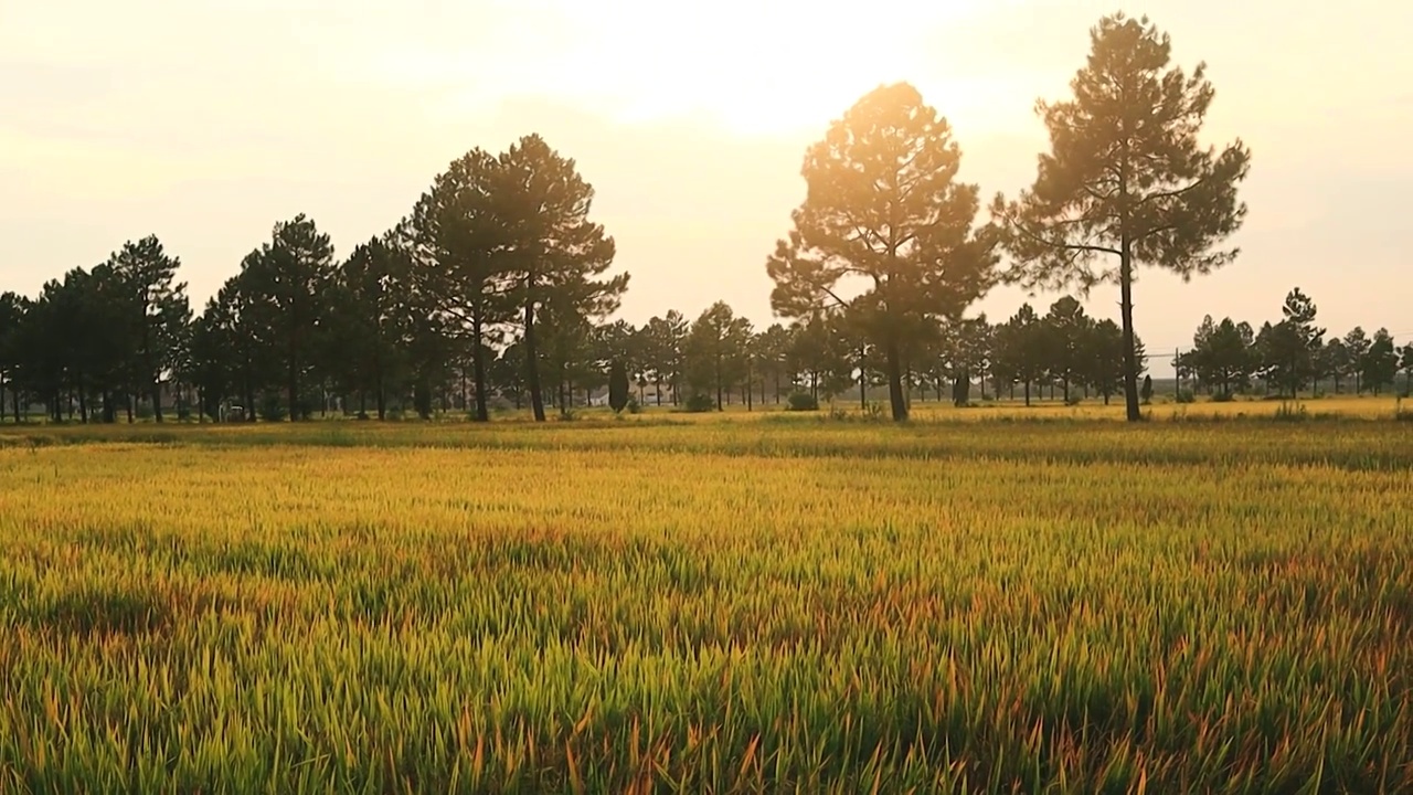 前景遮挡虚实转化展示家乡夕阳下稻田的氛围感视频素材