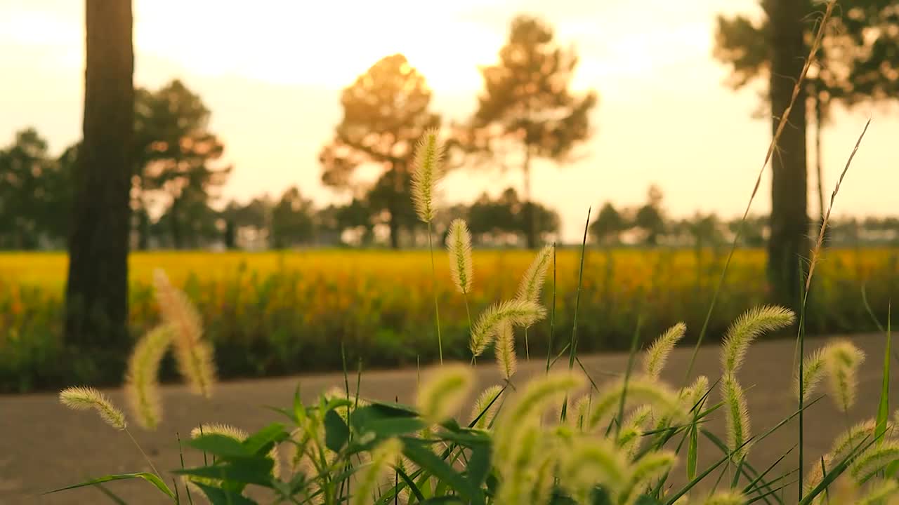 傍晚时分乡村田野的道路上，狗尾草随着一辆车经过后随风轻微的摇曳着视频素材