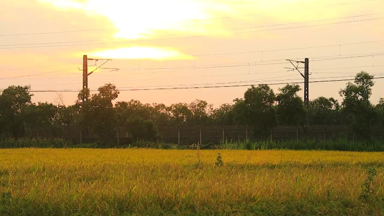 夕阳下一列绿色的高速列车从金色稻田边驶过视频素材