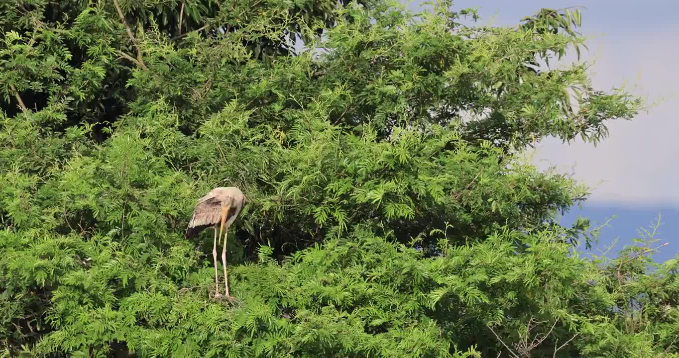 世界珍稀鸟类彩鹳阳光下梳理羽毛视频素材