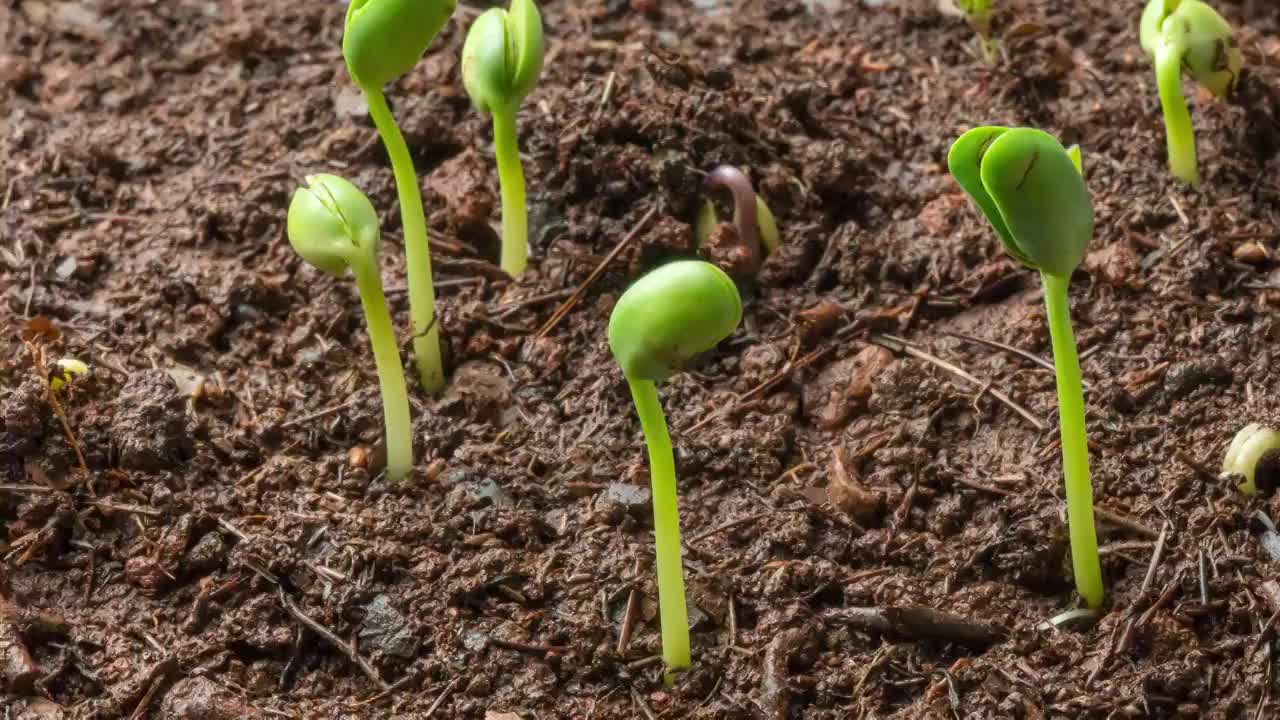 春天从土壤中长出的蔬菜种子绿芽视频素材