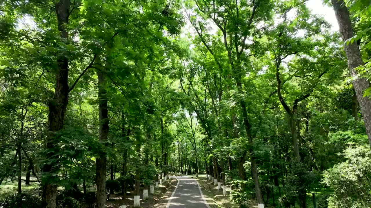 夏天郁郁葱葱森林里的林荫路视频素材