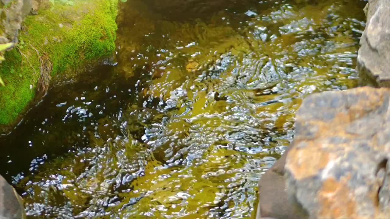 原始森林山谷幽静野外溪流潺潺流水浑然天成泉水涓流清澈无比纯净溪流夏日清凉流水原始清澈山涧自然风光视频素材