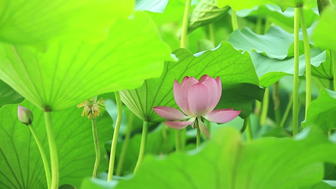 大连前关湿地公园盛开的荷花视频素材