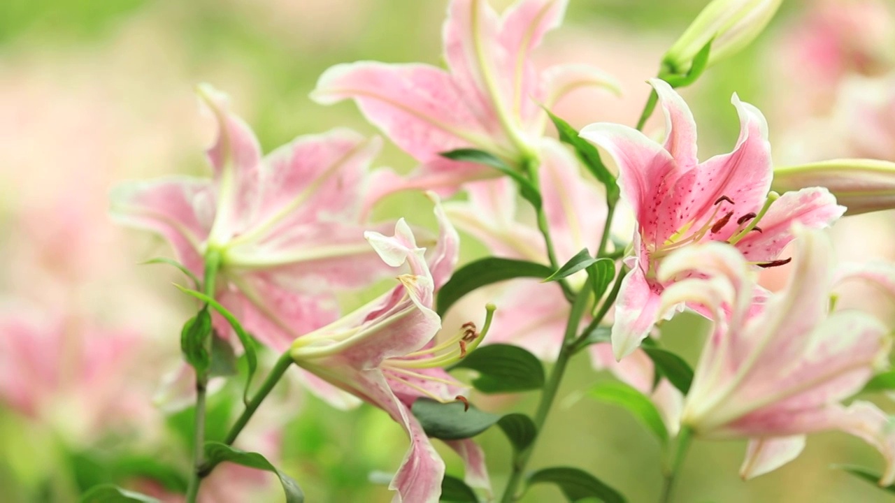 植物园中的百合花视频素材