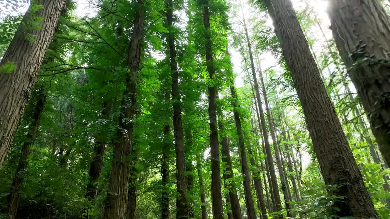 行走在清新绿色森林里视频素材