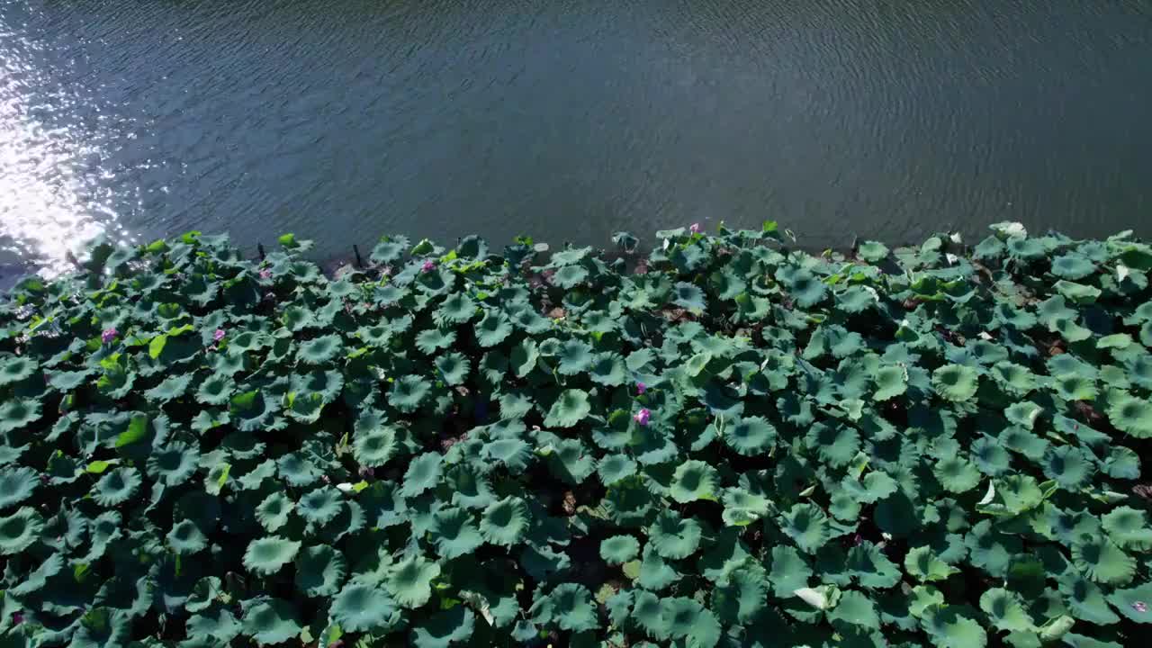 杭州夏日西湖荷花 航拍视频素材